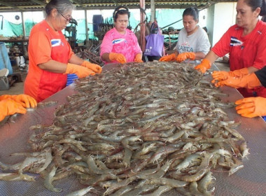 ประชุมคณะกรรมการ ดำเนินการสหกรณ์ผู้เลี้ยงกุ้งตราดยั่งยืน ... พารามิเตอร์รูปภาพ 5