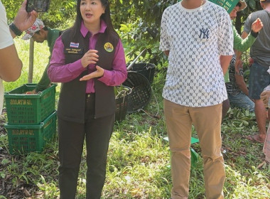 ลงพื้นที่ประชาสัมพันธ์ การจัดจำหน่ายผลไม้พรีออเดอร์ ... พารามิเตอร์รูปภาพ 4