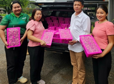 กระจายผลผลิตลำไยจากสหกรณ์การเกษตรประตูป่า จำกัด ... พารามิเตอร์รูปภาพ 3